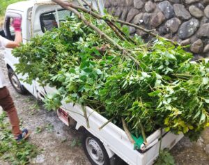 深谷市|草・剪定枝の軽トラへの積み込みのお手伝い
